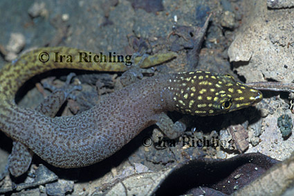 Sphaerodactylus homolepis