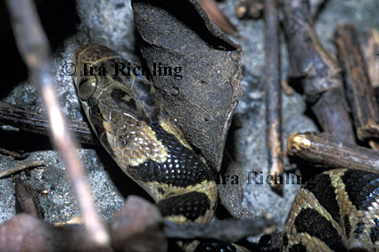 Leptodeira septemtrionalis