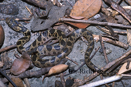 Leptodeira septemtrionalis