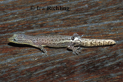 Sphaerodactylus millepuntatus