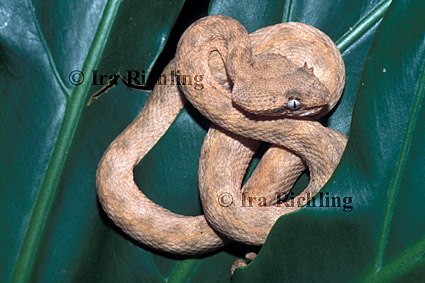 Bothriechis schlegelii