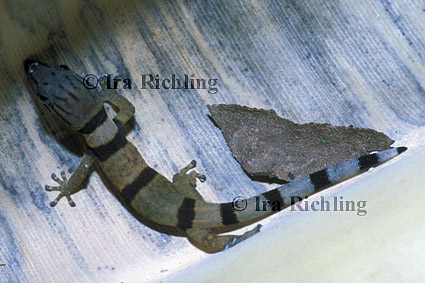 Sphaerodactylus homolepis