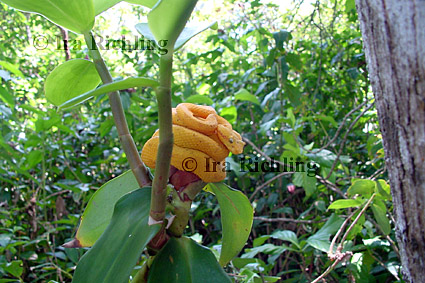 Bothriechis schlegelii