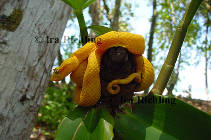 Bothriechis schlegelii