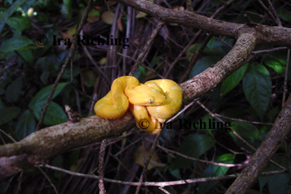 Bothriechis schlegelii