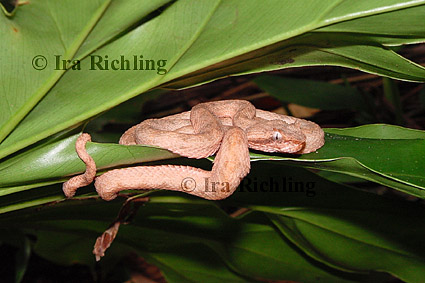 Bothriechis schlegelii