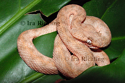 Bothriechis schlegelii