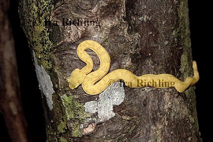 Bothriechis schlegelii